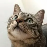 ももにゃまの画像