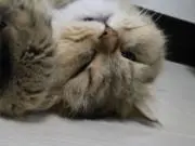 姫花の画像