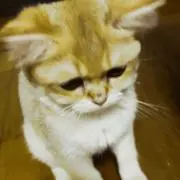 SRE