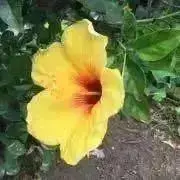 NANAの画像