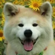 きつね