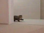 カナデ