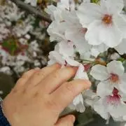 さくぱっち