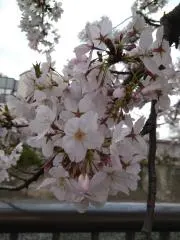 こきちの画像