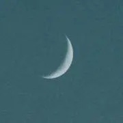 ヒナオウの画像