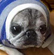 Haruの画像