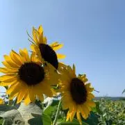 はな