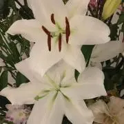 NANA☆の画像