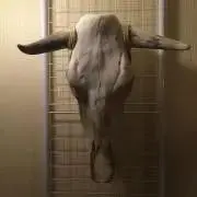 CHOPの画像