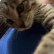 めいの画像