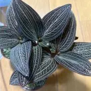 AQUA〜植物販売〜※プロフ必読の画像