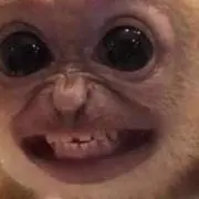 Noice