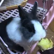 さゆ