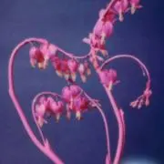 ina