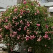 みかんの画像