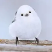 nozomiiruの画像