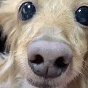 もうちゃんの画像