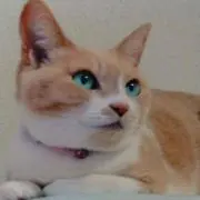 きなぽんの画像