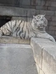 ネコの画像