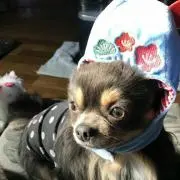 ぜくすの画像