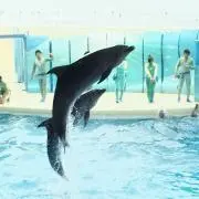 ドルフィンの画像