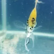 すらまっぱぎの画像