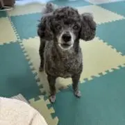 マーリンの画像