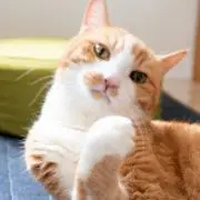 YAYA