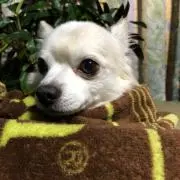 チロ