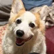 きなこの画像