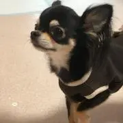 ミッキー