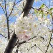Kei☆の画像