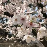 T-Aの画像