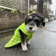 わさびの画像