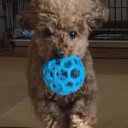 チョコの画像