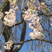 はなはな