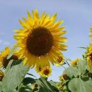 tonsamaの画像