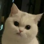 Augの画像