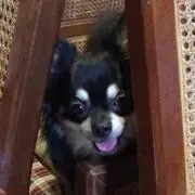 兼続の画像