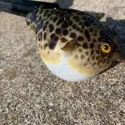 チャンピオン