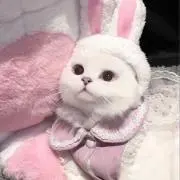 にゃん(̳^_  ̫_^ ̳)の画像