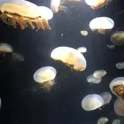 きょんきょん
