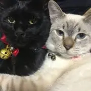 さちまるの画像