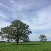 あいまゆの画像