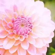 リリーの画像