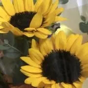 それいゆの画像
