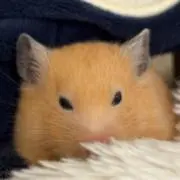 kdkの画像