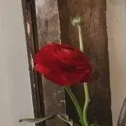 おおにし(՞ .ˬ.՞)の画像