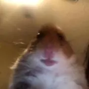 んちゅ