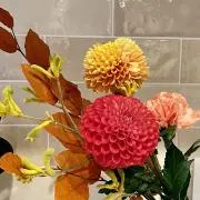 Pumpkinの画像